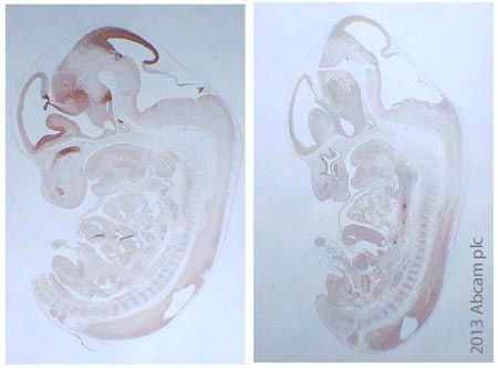 Immunohistochemistry (Formalin/PFA-fixed paraffin-embedded sections) - Anti-Otx2 antibody (AB114138)