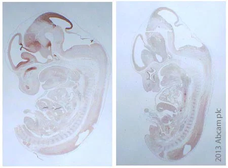 Immunohistochemistry (Formalin/PFA-fixed paraffin-embedded sections) - Anti-Otx2 antibody (AB114138)
