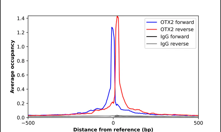 ChIP - Anti-OTX2 Antibody (AB327165)