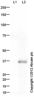 Western blot - Anti-Otx2 antibody (AB76748)