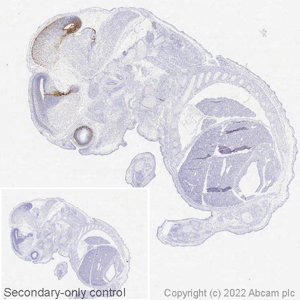 Immunohistochemistry (Formalin/PFA-fixed paraffin-embedded sections) - Anti-Otx2 antibody [EPR20375] (AB183951), expandable thumbnail