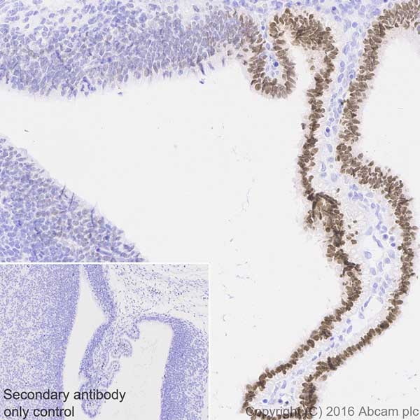 Immunohistochemistry (Formalin/PFA-fixed paraffin-embedded sections) - Anti-Otx2 antibody [EPR20375] (AB183951), expandable thumbnail