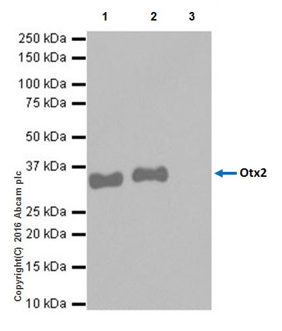 Immunoprecipitation - Anti-Otx2 antibody [EPR20375] (ab183951), expandable thumbnail