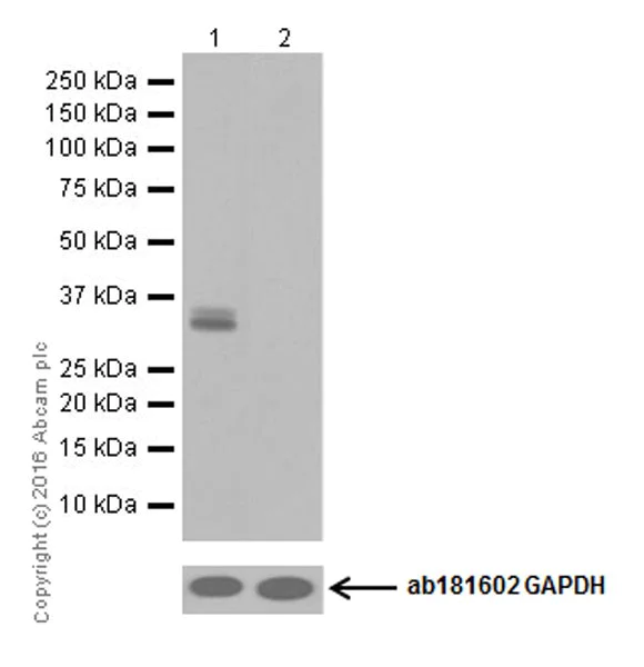Western blot - Anti-Otx2 antibody [EPR20375] (AB183951)
