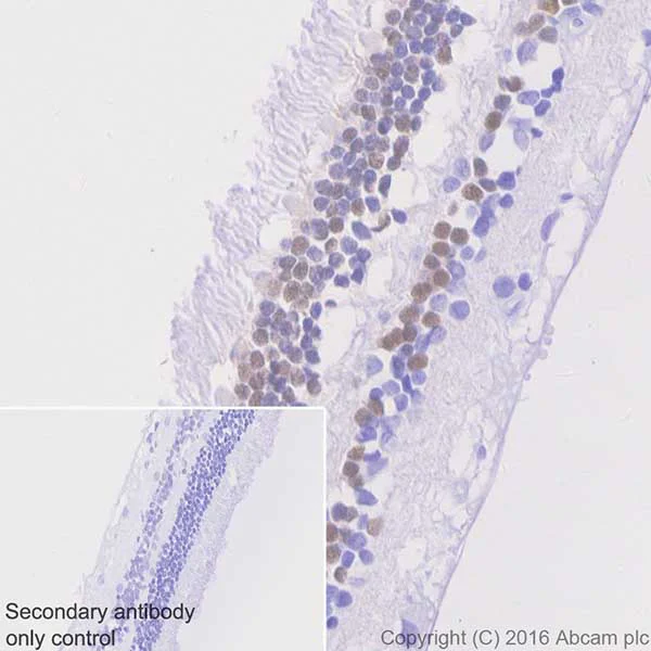 Immunohistochemistry (Formalin/PFA-fixed paraffin-embedded sections) - Anti-Otx2 antibody [EPR20375] - BSA and Azide free (AB222495)