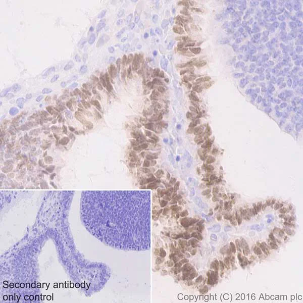 Immunohistochemistry (Formalin/PFA-fixed paraffin-embedded sections) - Anti-Otx2 antibody [EPR20375] - BSA and Azide free (AB222495)