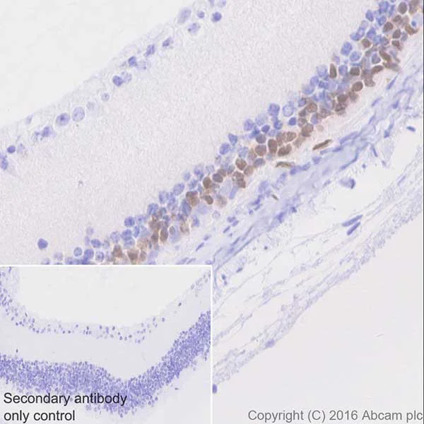 Immunohistochemistry (Formalin/PFA-fixed paraffin-embedded sections) - Anti-Otx2 antibody [EPR20375] - BSA and Azide free (AB222495)