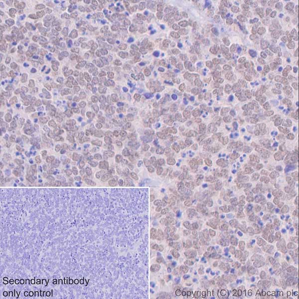 Immunohistochemistry (Formalin/PFA-fixed paraffin-embedded sections) - Anti-Otx2 antibody [EPR20375] - BSA and Azide free (AB222495)