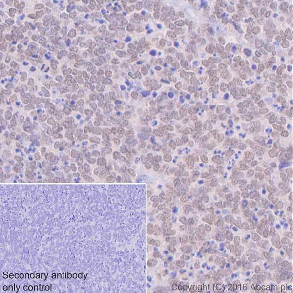 Immunohistochemistry (Formalin/PFA-fixed paraffin-embedded sections) - Anti-Otx2 antibody [EPR20375] - BSA and Azide free (AB222495)