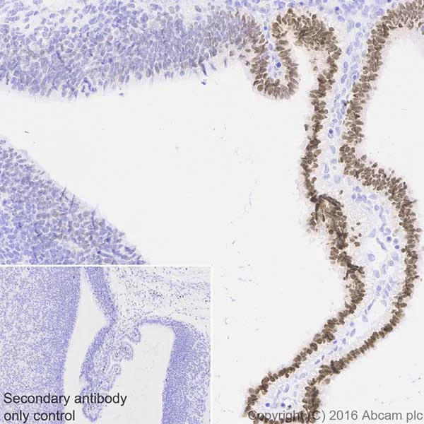 Immunohistochemistry (Formalin/PFA-fixed paraffin-embedded sections) - Anti-Otx2 antibody [EPR20375] - BSA and Azide free (AB222495)