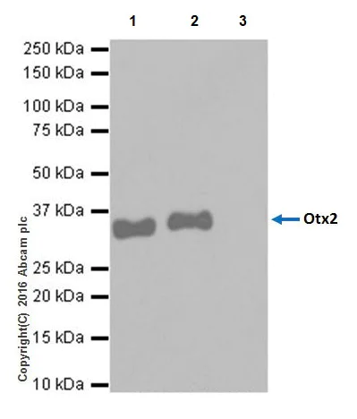 Immunoprecipitation - Anti-Otx2 antibody [EPR20375] - BSA and Azide free (AB222495)