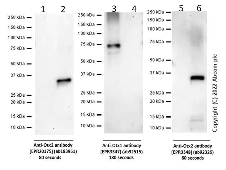 Western blot - Anti-Otx2 antibody [EPR20375] - BSA and Azide free (AB222495)