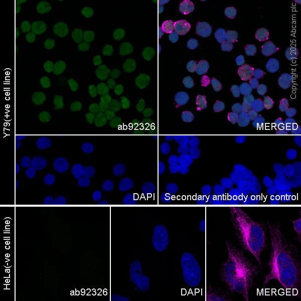 Immunocytochemistry/ Immunofluorescence - Anti-Otx2 antibody [EPR3348] (AB92326)