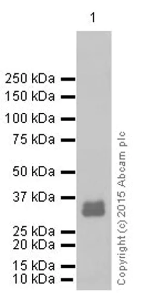 Western blot - Anti-Otx2 antibody [EPR3348] (AB92326)
