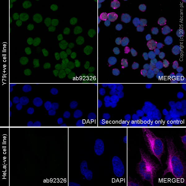 Immunocytochemistry/ Immunofluorescence - Anti-Otx2 antibody [EPR3348] - BSA and Azide free (ab247542), expandable thumbnail