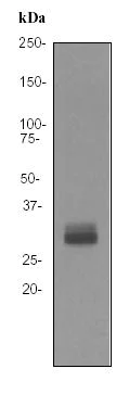 Western blot - Anti-Otx2 antibody [EPR3348] - BSA and Azide free (AB247542)