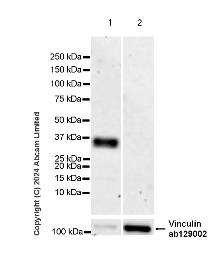 Western blot - Anti-Otx2 antibody [EPR3348] - BSA and Azide free (AB247542)