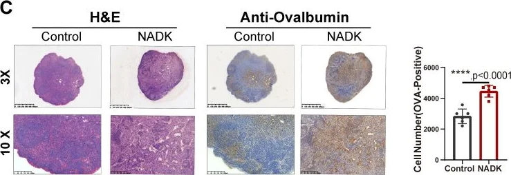 Immunohistochemistry - Anti-Ovalbumin antibody (AB181688)
