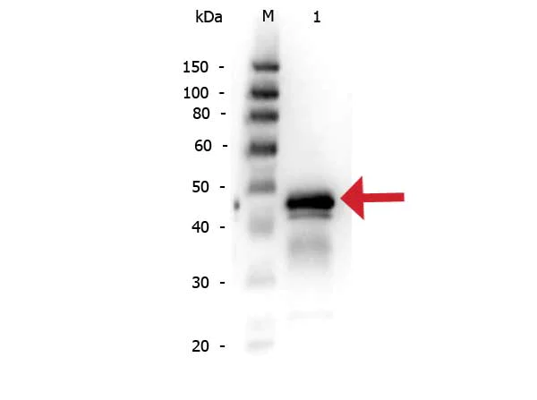 Western blot - Anti-Ovalbumin antibody (AB181688)