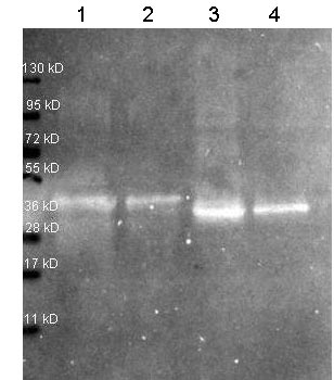Western blot - Anti-Ovalbumin antibody (AB181688)