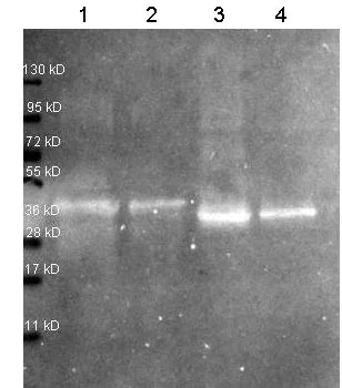 Western blot - Anti-Ovalbumin antibody (AB181688)