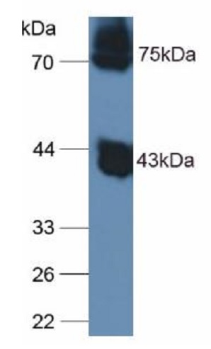 Western blot - Anti-Ovalbumin antibody (AB232702)