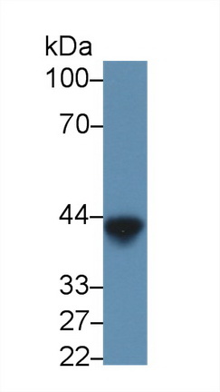 Western blot - Anti-Ovalbumin antibody [C3] (AB239477)