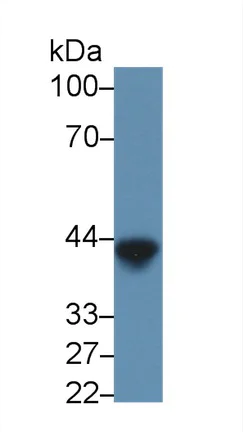 Western blot - Anti-Ovalbumin antibody [C3] (AB239477)