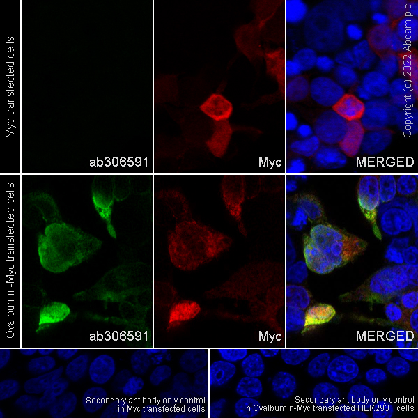 Immunocytochemistry - Anti-Ovalbumin antibody [EPR27117-90] (AB306591), expandable thumbnail