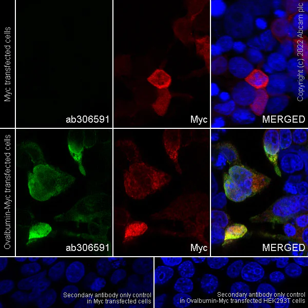 Immunocytochemistry - Anti-Ovalbumin antibody [EPR27117-90] (AB306591)