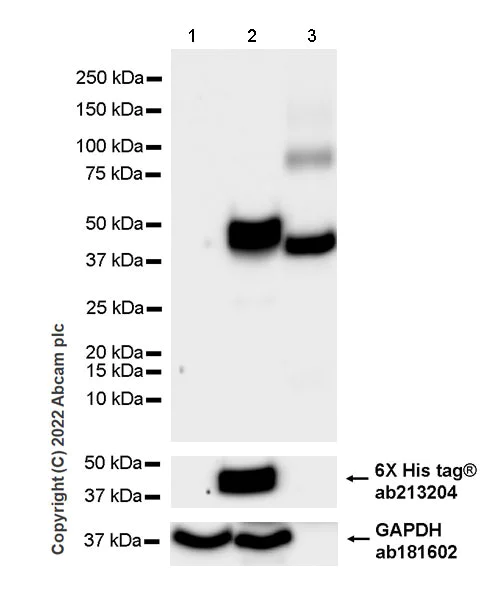 Western blot - Anti-Ovalbumin antibody [EPR27117-90] (AB306591)