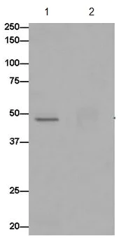 Immunoprecipitation - Anti-OVCA1 antibody [EPR15342] - BSA and Azide free (AB250862)