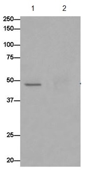 Immunoprecipitation - Anti-OVCA1 antibody [EPR15342] - C-terminal (AB185960)