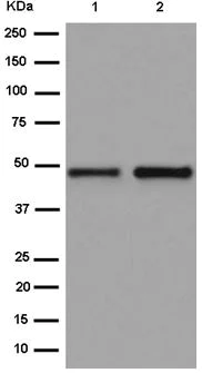 Western blot - Anti-OVCA1 antibody [EPR15342] - C-terminal (AB185960)