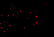 Immunocytochemistry/ Immunofluorescence - Anti-OVGP1/OGP antibody (AB74544)