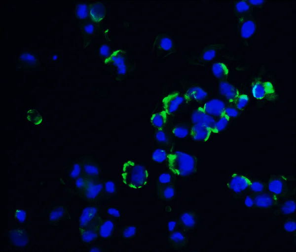 Immunocytochemistry/ Immunofluorescence - Anti-OVGP1/OGP antibody (AB74544)