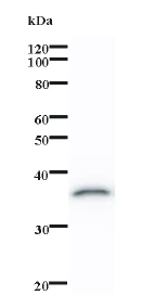 Western blot - Anti-OVOL1 antibody [460C1a] (AB74520)