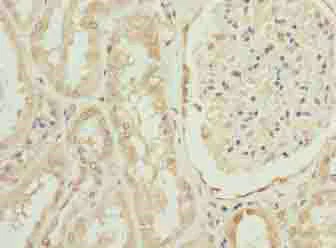 Immunohistochemistry (Formalin/PFA-fixed paraffin-embedded sections) - Anti-OVOL1 antibody (AB235949)