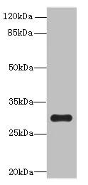 Western blot - Anti-OVOL1 antibody (AB235949)