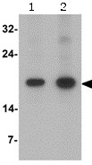 Western blot - Anti-OX40L/TNFSF4 antibody (AB156285)