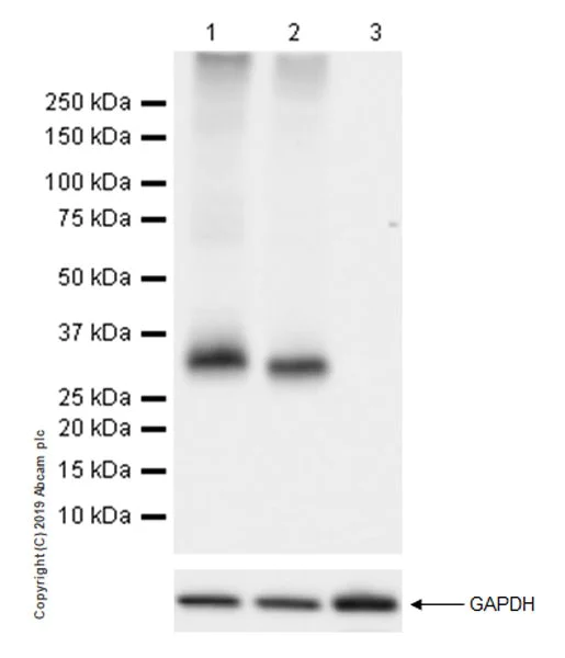 Western blot - Anti-OX40L/TNFSF4 antibody [EP1168Y] - BSA and Azide free (AB284744)