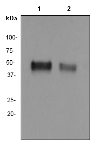 Western blot - Anti-OX40L/TNFSF4 antibody [EP1168Y] - BSA and Azide free (AB284744)