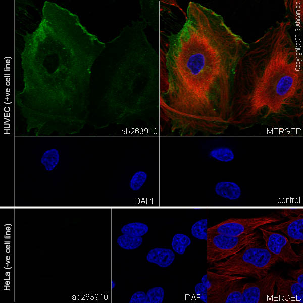Immunocytochemistry/ Immunofluorescence - Anti-OX40L/TNFSF4 antibody [EPR23155-317] (AB263910), expandable thumbnail