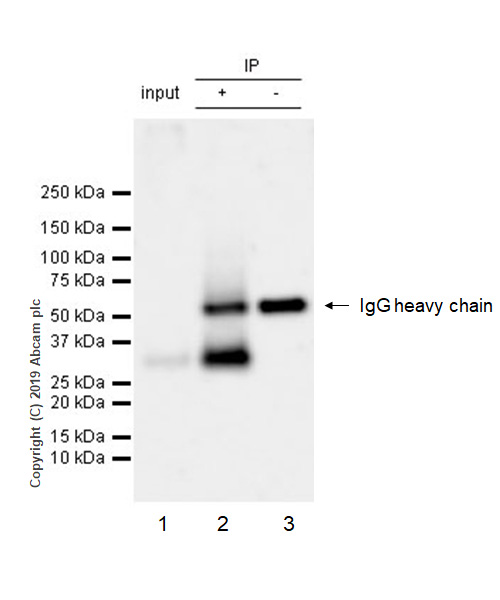 Immunoprecipitation - Anti-OX40L/TNFSF4 antibody [EPR23155-317] (AB263910), expandable thumbnail
