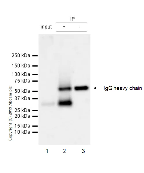 Immunoprecipitation - Anti-OX40L/TNFSF4 antibody [EPR23155-317] (AB263910)
