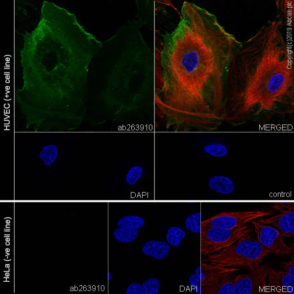 Immunocytochemistry/ Immunofluorescence - Anti-OX40L/TNFSF4 antibody [EPR23155-317] - BSA and Azide free (AB264073)