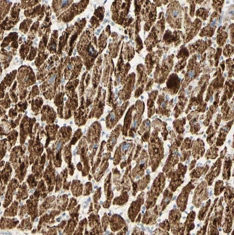 Immunohistochemistry (Formalin/PFA-fixed paraffin-embedded sections) - Anti-OXCT1/SCOT antibody (AB224250)