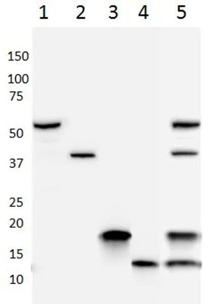 Western blot - Oxidative Stress Defense (Catalase, SOD1, TRX, smooth muscle Actin) Western Blot Cocktail (AB179843)