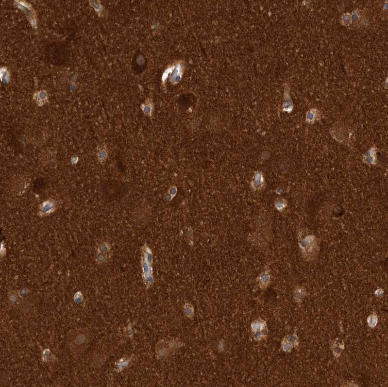 Immunohistochemistry (Formalin/PFA-fixed paraffin-embedded sections) - Anti-OXR1 antibody (AB251774)