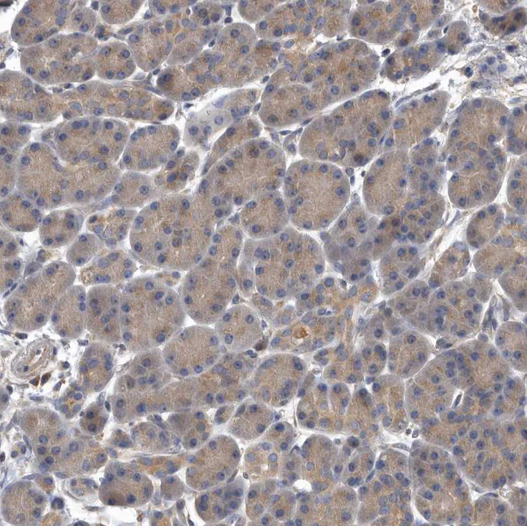 Immunohistochemistry (Formalin/PFA-fixed paraffin-embedded sections) - Anti-OXR1 antibody (AB251774)